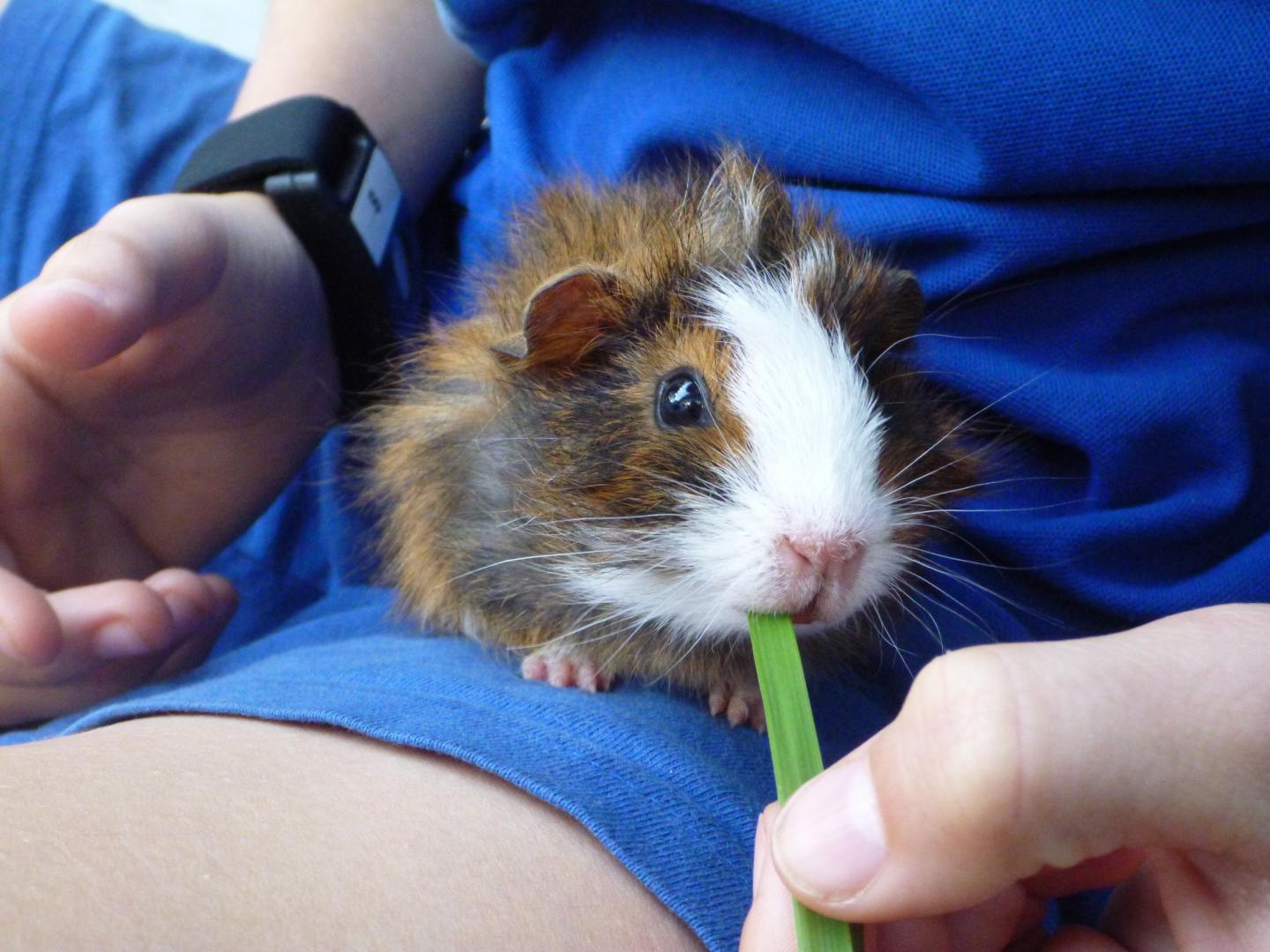 Study Guinea Pig and Wrist Band Sensor