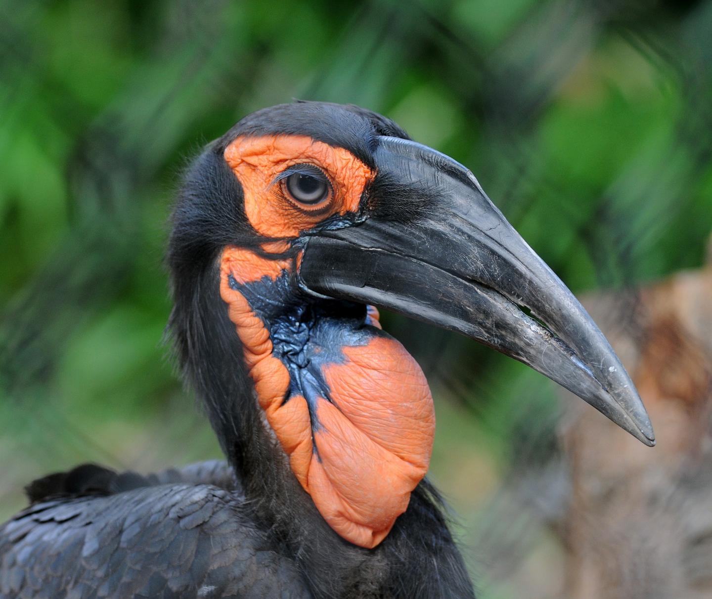 Hornbills will Babysit