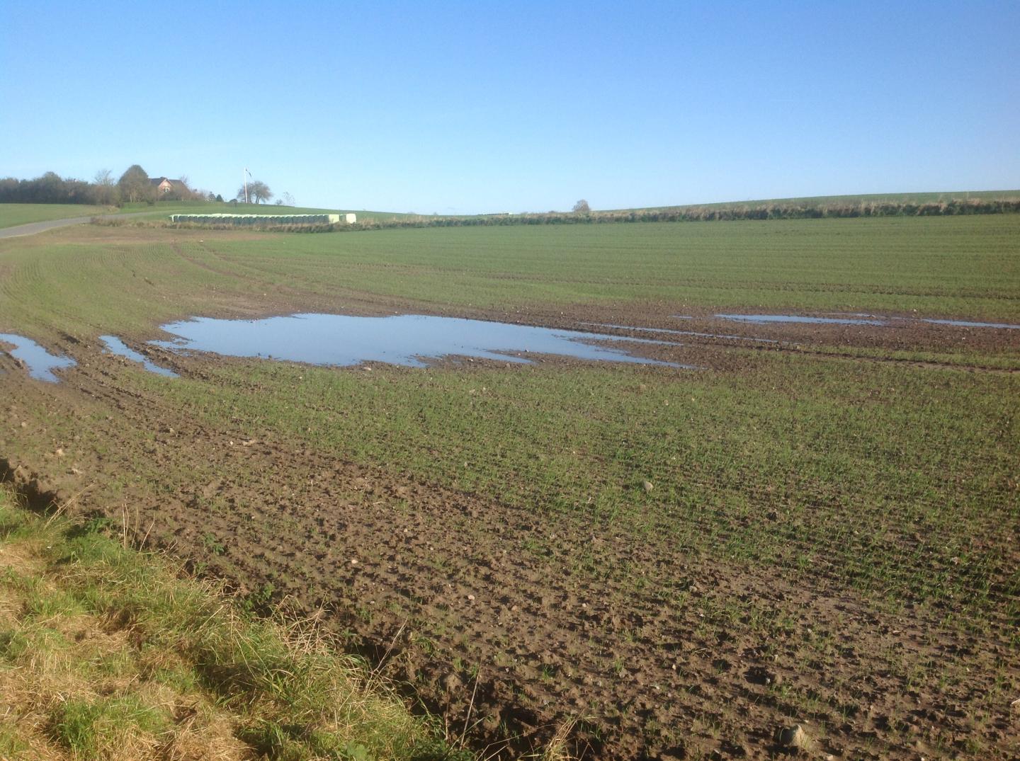Wheat Suffered From Flooding after the Winter of 2017/2018