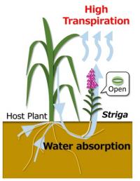 食糧生産に甚大な被害をもたらす 寄生植物ストライガの養水分収奪機構を解明（図２）