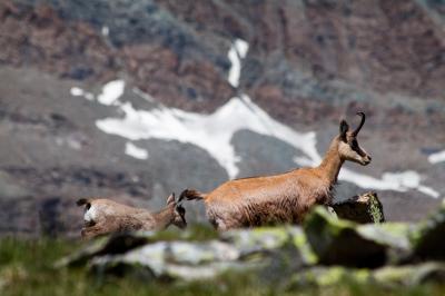 Chamois Goats (3 of 3)