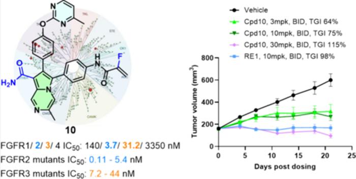 Compound 10 demonstrated broader potency against FGFR2/3 mutants acquired after the approved FGFR drug treatments.