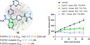 Compound 10 demonstrated broader potency against FGFR2/3 mutants acquired after the approved FGFR drug treatments.