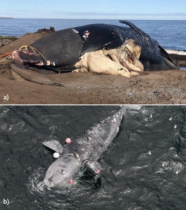 Assessing changing baleen whale distributions and reported incidents relative to vessel activity in the Northwest Atlantic