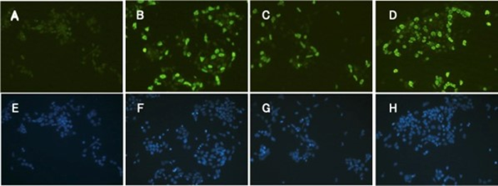 Transfections of the acorn worm reprogramming genes into mouse P19 EC cells