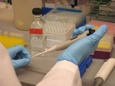 Active Genes Discovered in the Developing Mammal Brain (2 of 3)