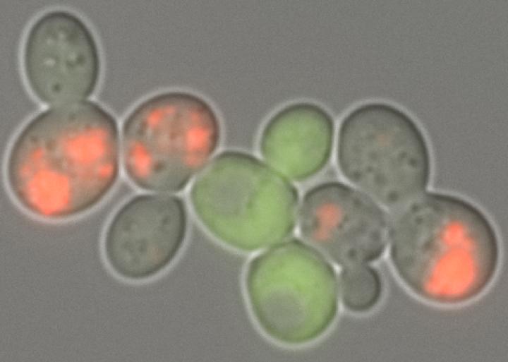 Solubility of Aggregating Protein