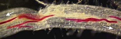 NC State Researchers Get to Root of Parasite Genome