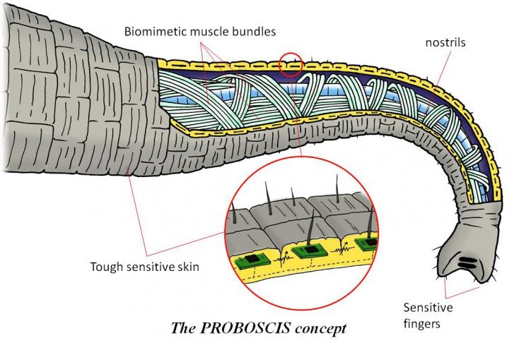 Infographics - Proboscis