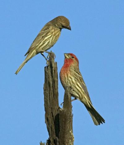 Finches