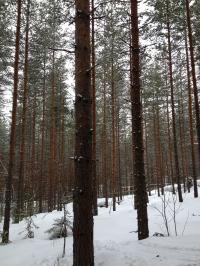 Finnish Pine Forest