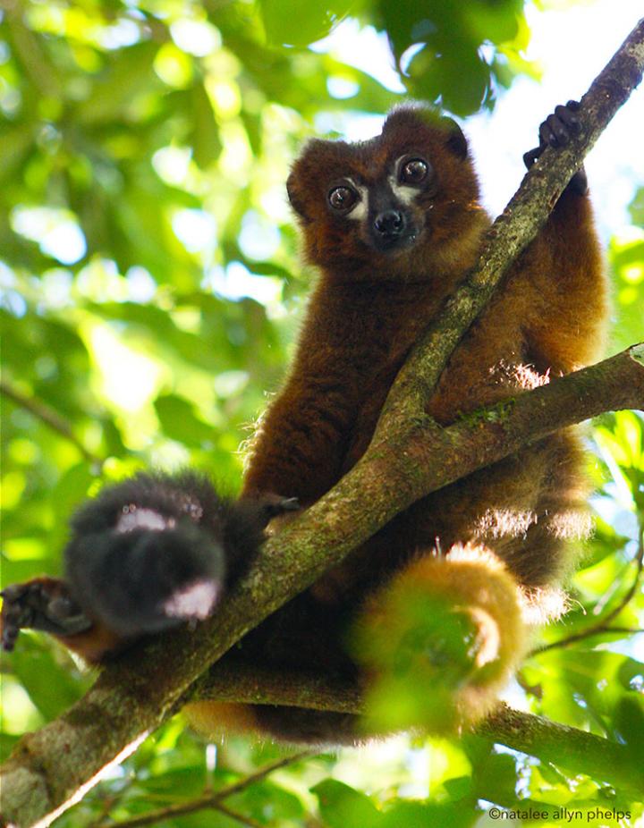New Computer Software to Help Researchers Identify Lemurs in the Wild