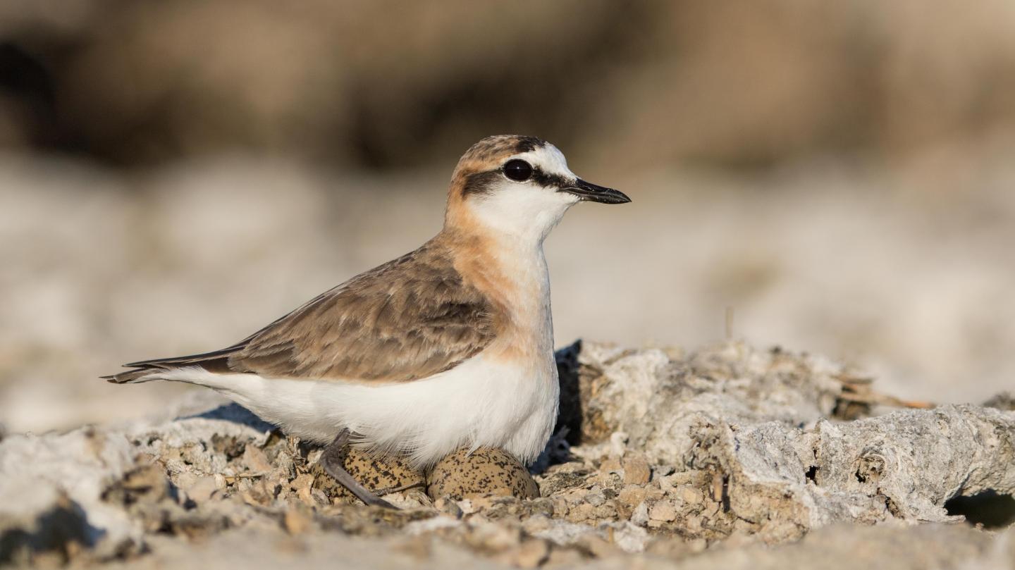 Adult Plover on Nest