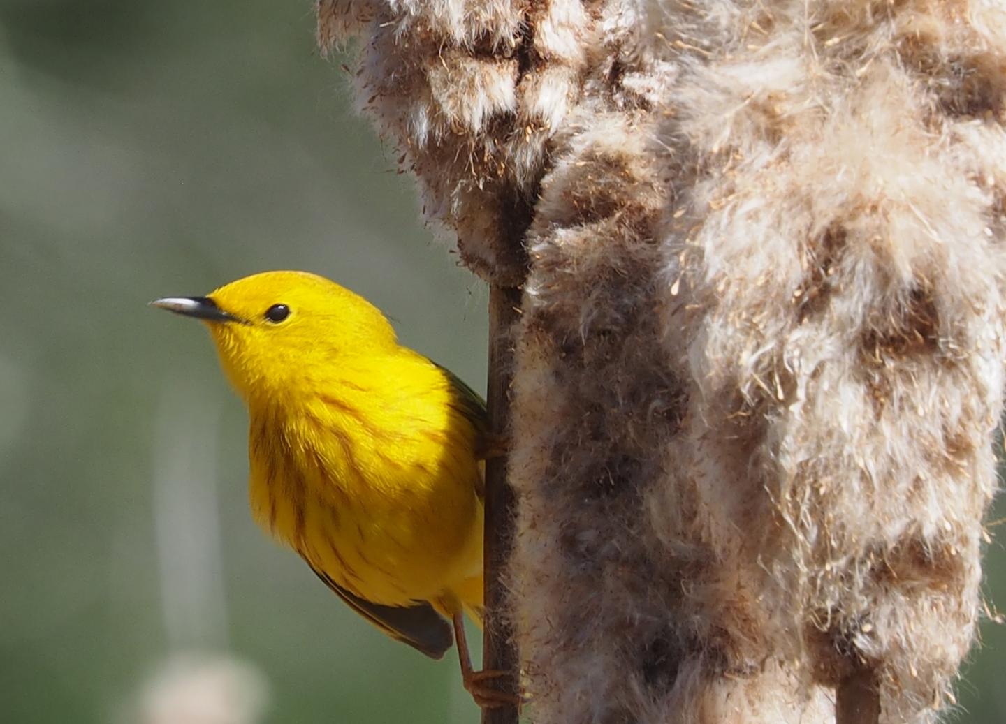 How Genes Will Save or Fail Birds in the Face of Climate Change (1 of 6)