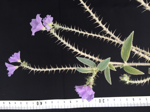 Solanum scalarium, a newly-described bush tomato species