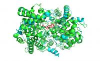 Tetrahymanol Synthase