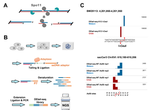 Figure 1: Brief schematic of DEtail-seq technique.