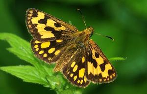 The northern chequered skipper (Carterocephalus silvicola)