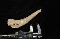 Horn Core of a Fossil Springbok