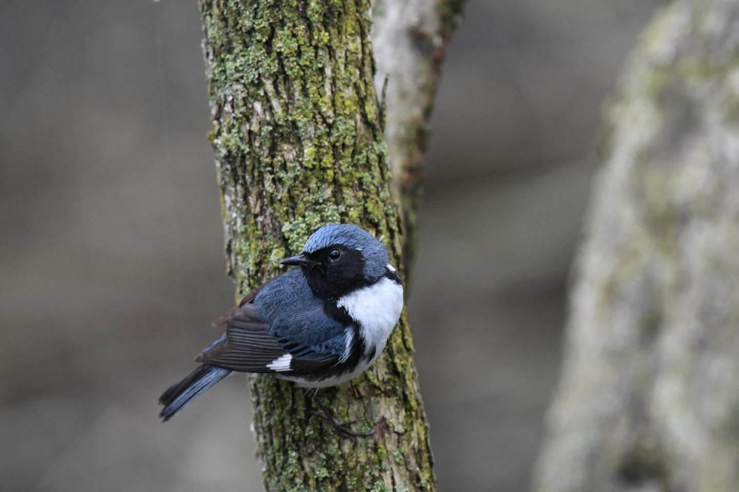 Black-throated Blue Warbler