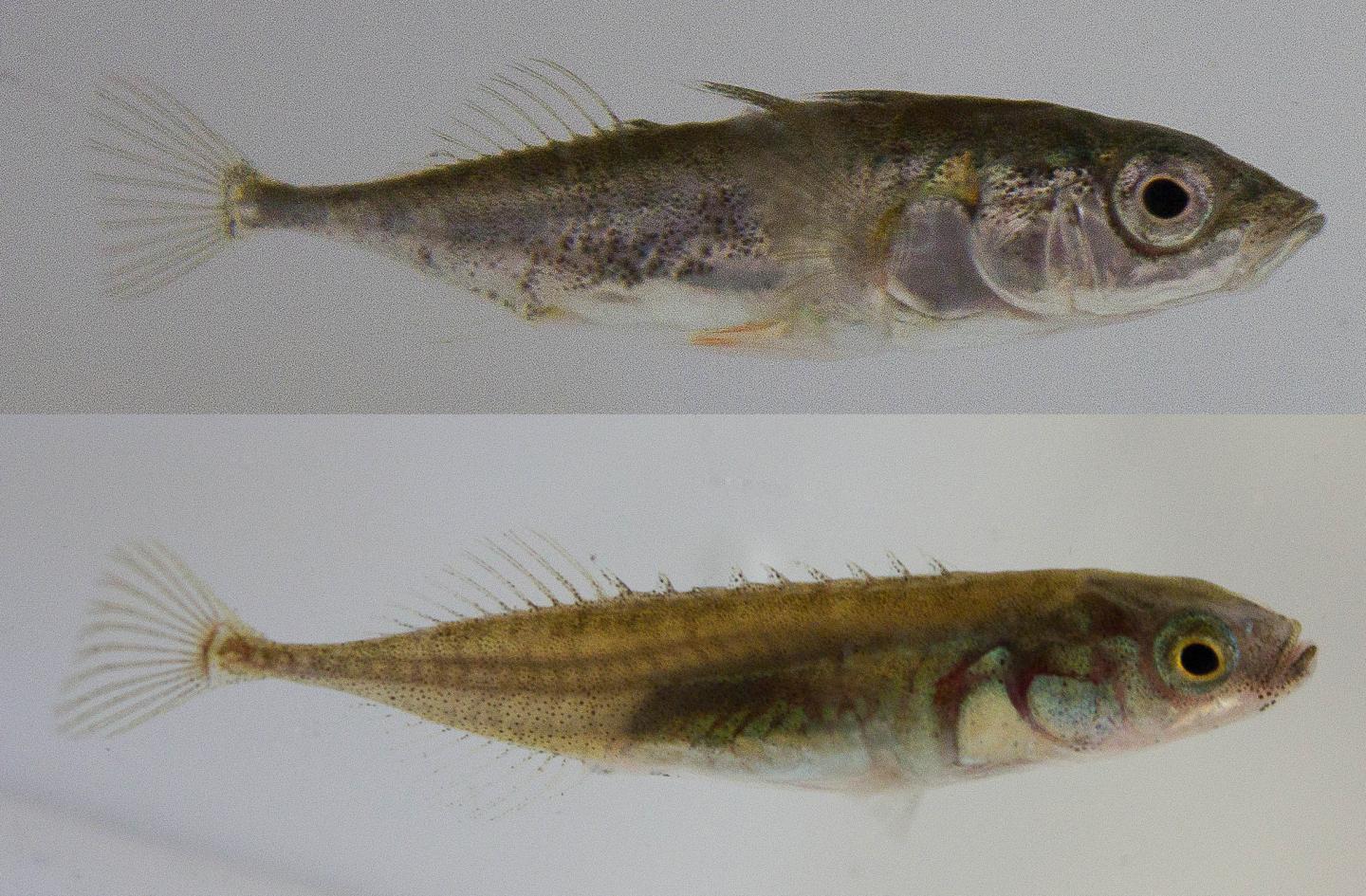 Adult Three-Spined (Top) and Nine-Spined (Bottom) Sticklebacks from the Study Population