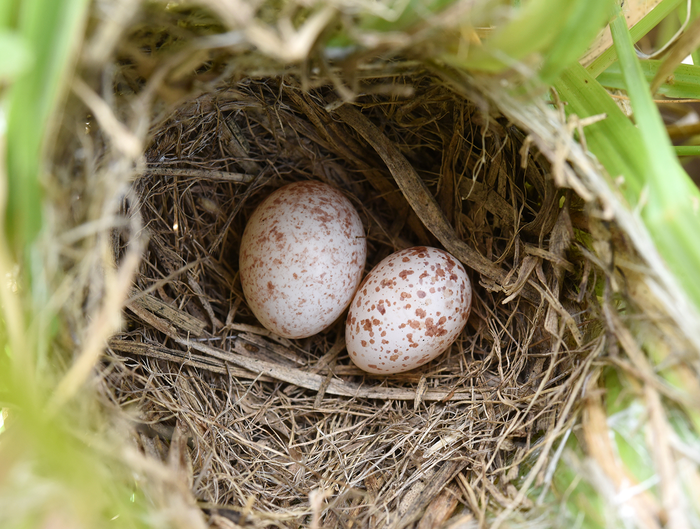 Cuckoo finch egg in zitting ci [IMAGE] EurekAlert! Science News Releases