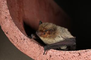 Kuhl's pipistrelle