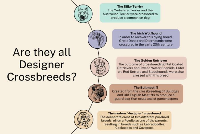 The doodle dilemma: How the physical health of ‘Designer-crossbreed’ Cockapoo, Labradoodle and Cavapoo dogs’ compares to their purebred progenitor breeds