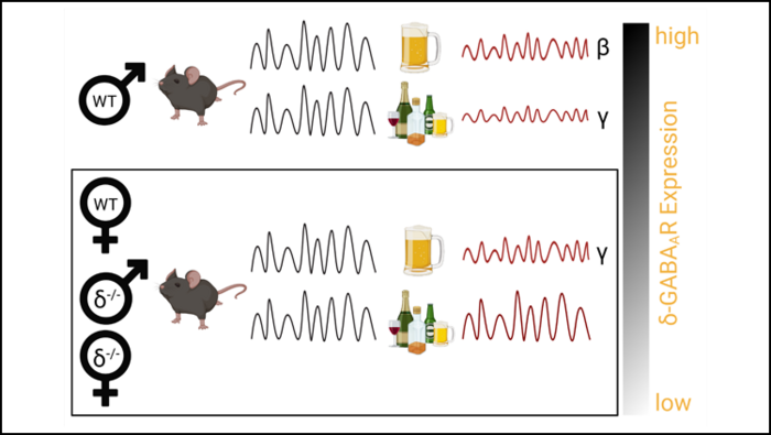 Alcohol Changes Brain Activity Differently in Male and Female Mice