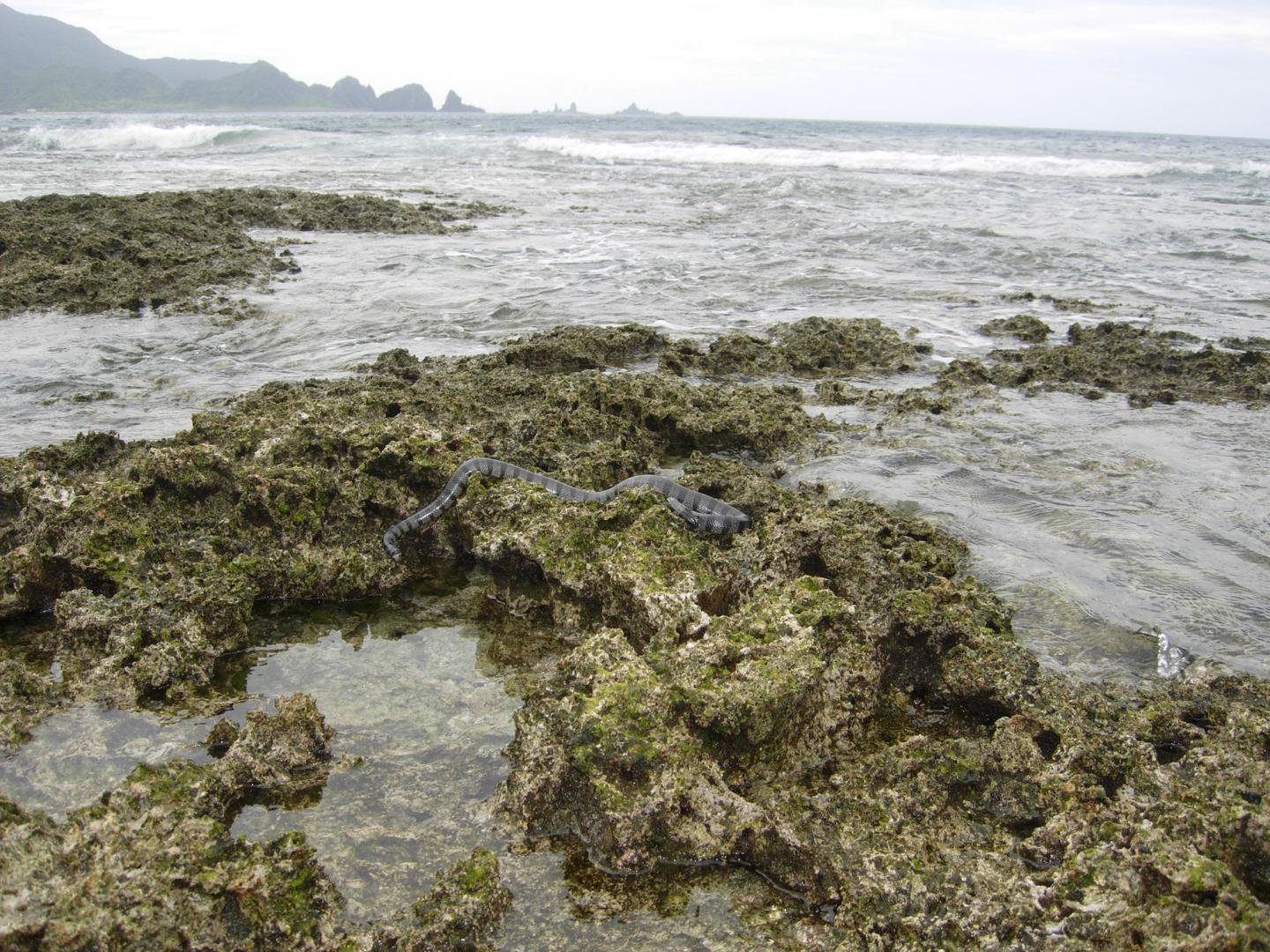 Sea Snakes Locked out of Atlantic