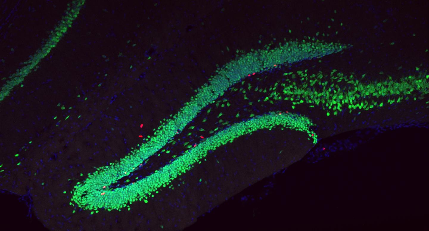 Adult neurogenesis in the brain of mice