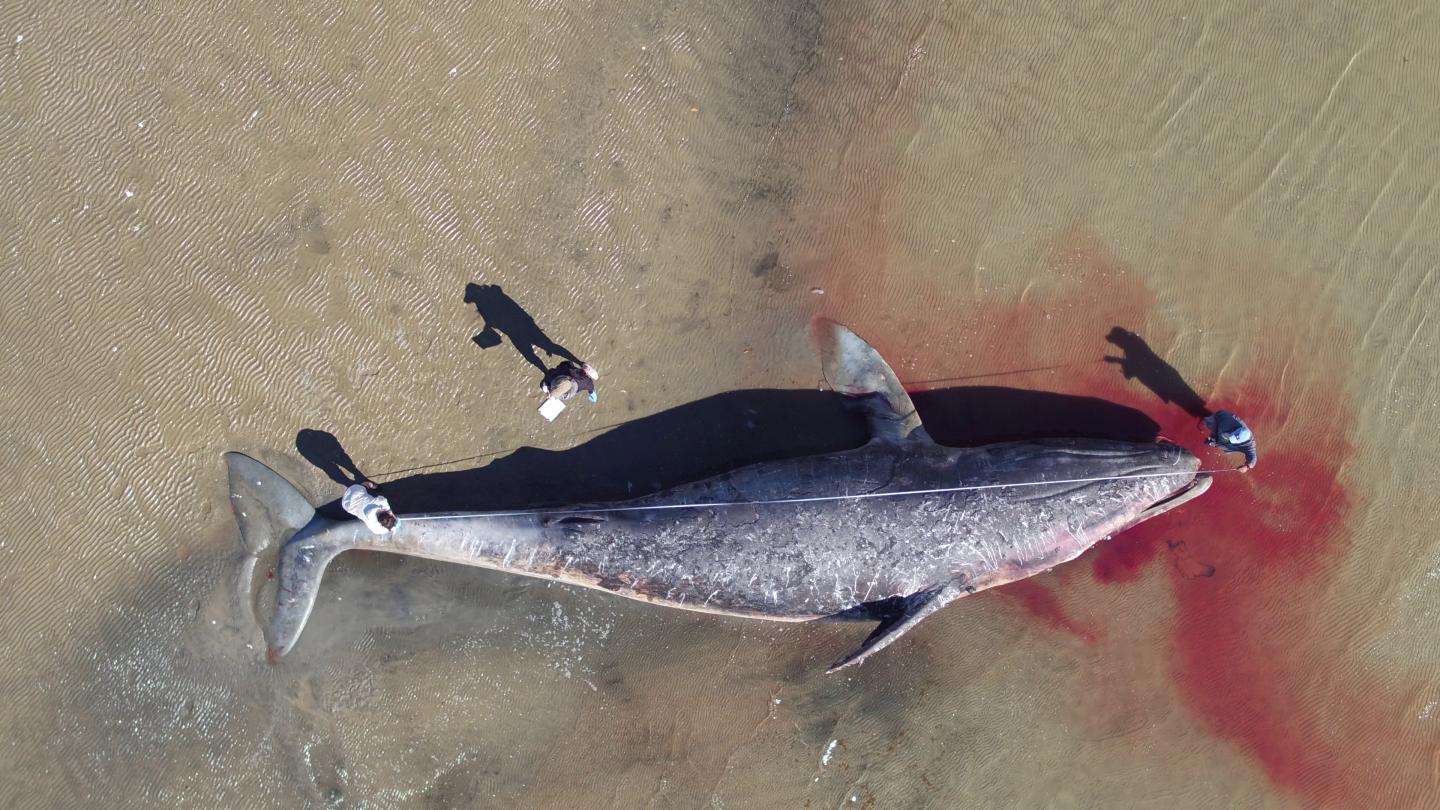 Southern fin whales have been documented feeding in large numbers