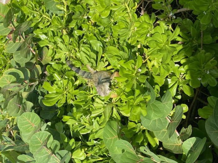 Green Iguana