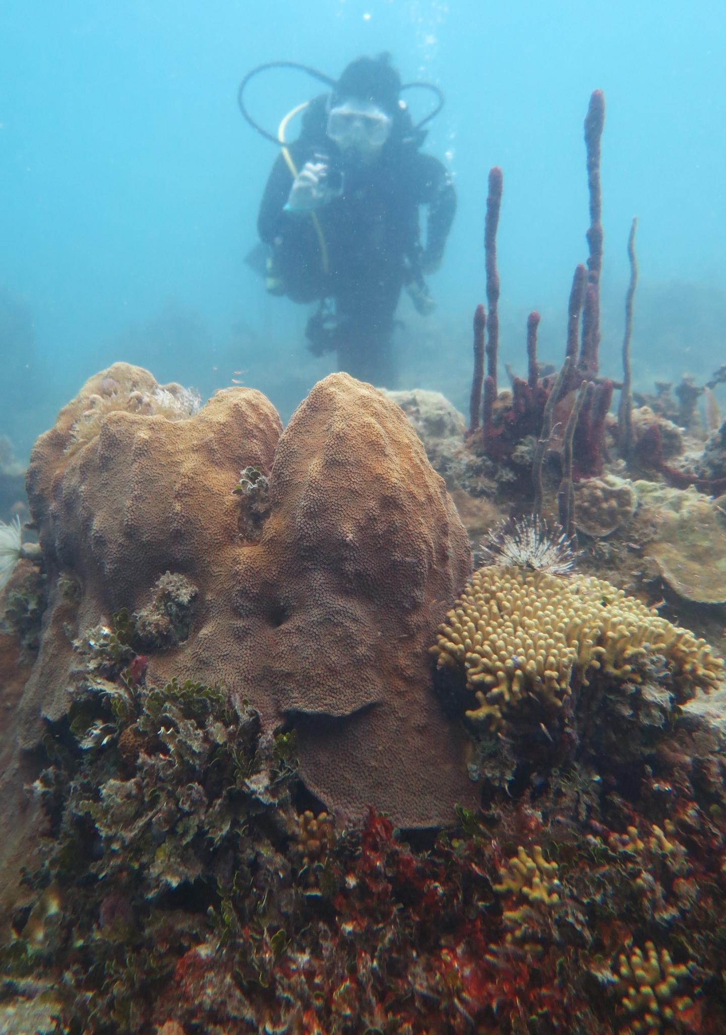 Laura Mydlarz Inspects Corals at a Reef off the Coast of the US Virgin Islands in October 2016