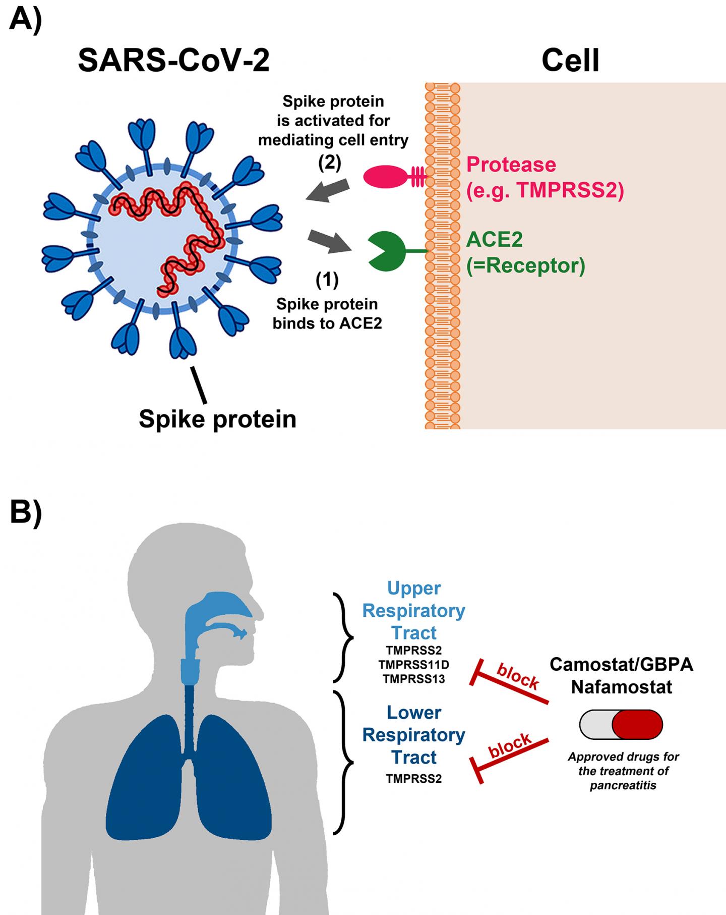 The anti-pancreatitis drugs Camostat and Nafamostat block SARS-CoV-2 replication in lung tissue