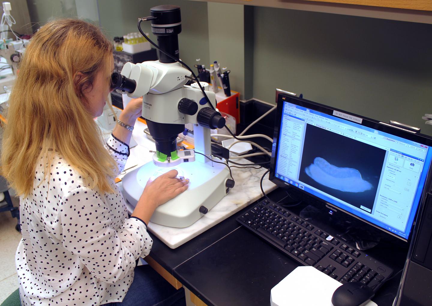 Replacement of the Y Chromosome in Male Mice (7 of 10)