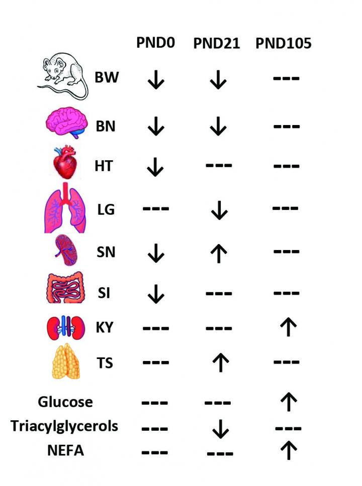 offspring of the clean air versus polluted groups at different increments of postnatal days