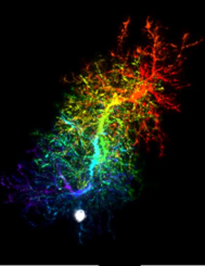 Progenitor Cells Migrating