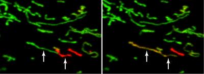 Mitochondrial Fusion