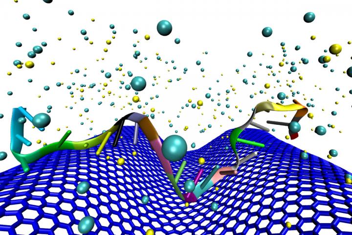 Crumpled Graphene DNA Sensor