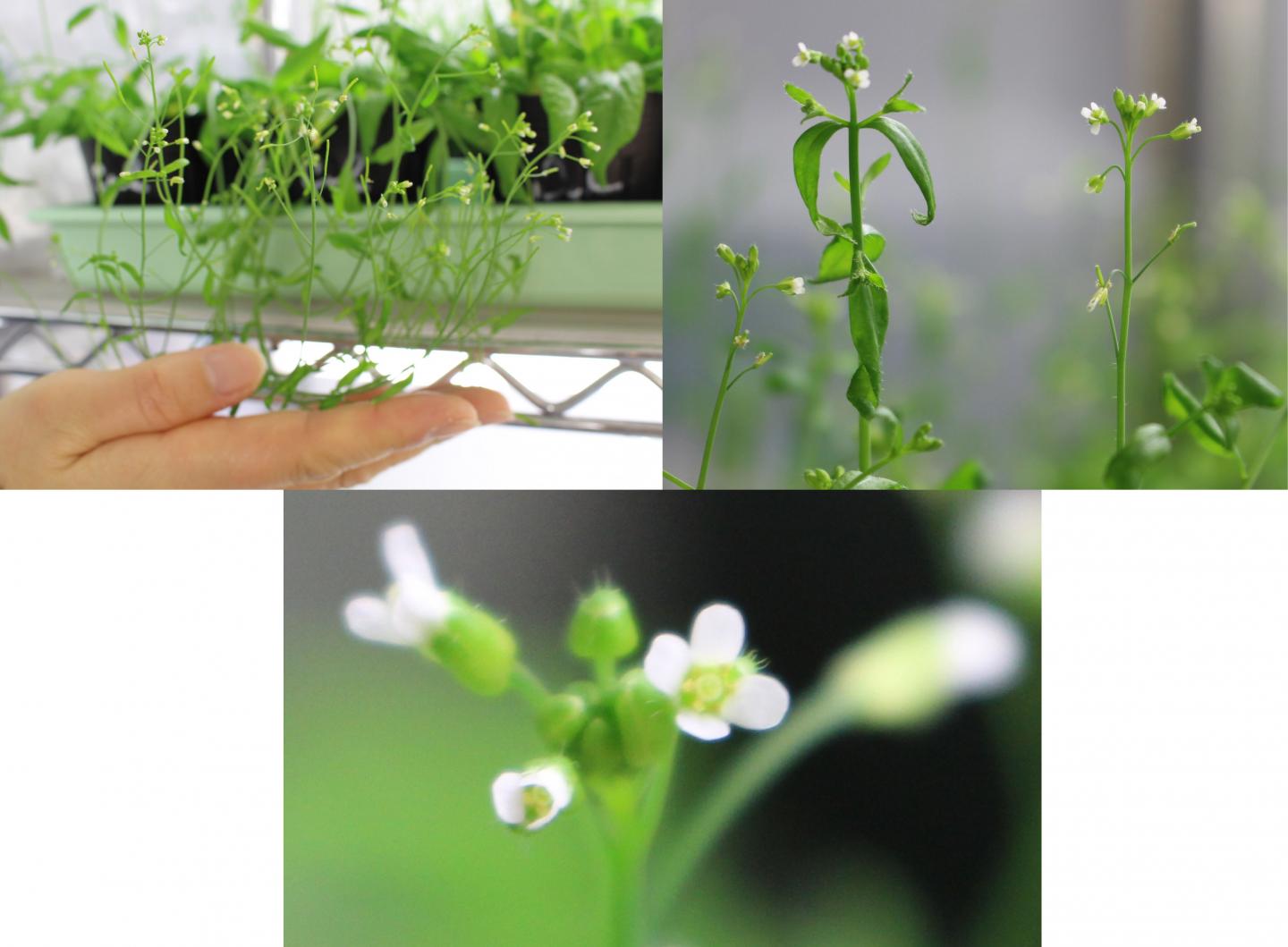 <I>Arabidopsis thaliana</I>