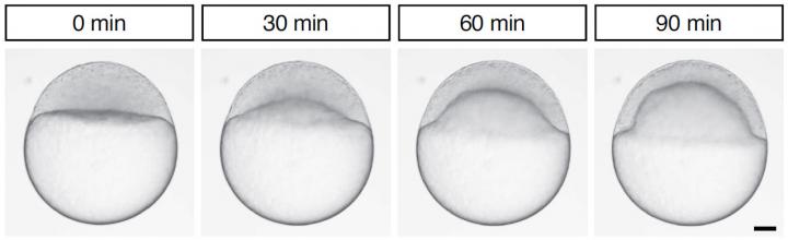 The Process of Doming of a Zebrafish Embryo