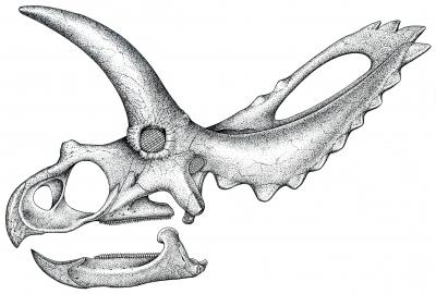 Skull of New Species of Horned Dinosaur