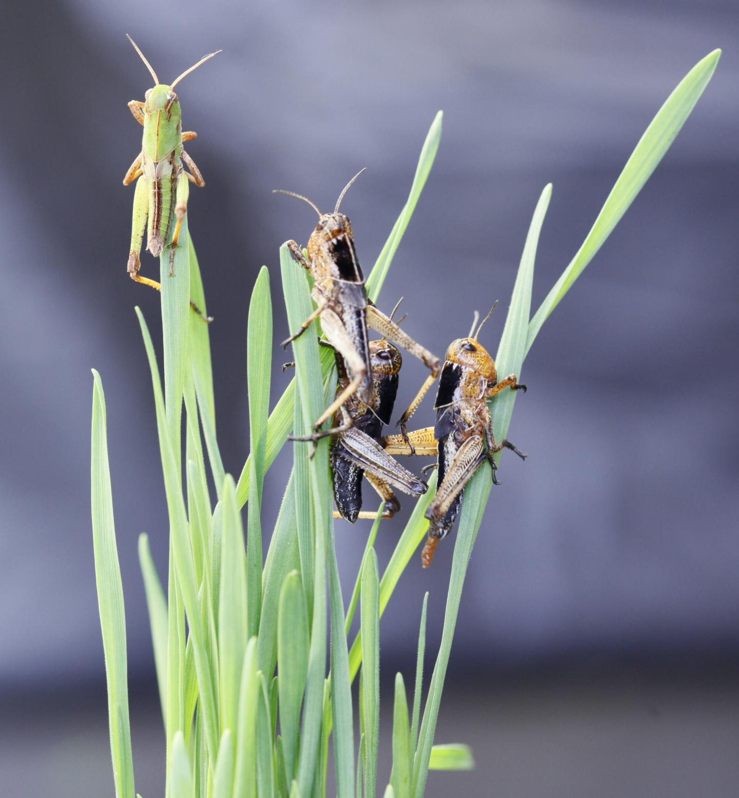 Green and Black Locusts