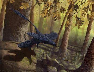 <i>Microraptor</i>