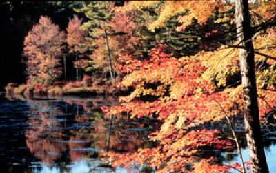 Photo of a New England Fall Scene Along a Pond Lined With Maples