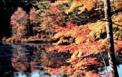 Photo of a New England Fall Scene Along a Pond Lined With Maples