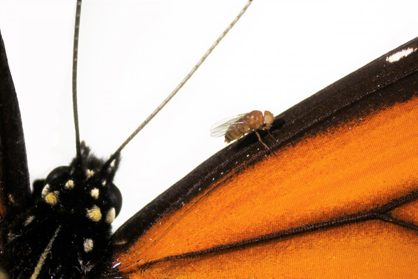 Monarch Fly on Wing of Monarch Butterfly