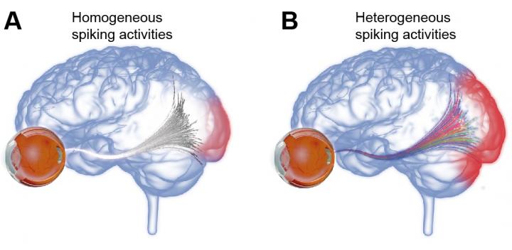 Schematic illustration of the neural information transmitted by retinal implant to the visual cortex