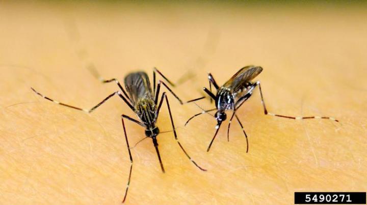 <i>Aedes</i> Mosquitoes